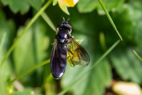 Pyrophaena rosarum